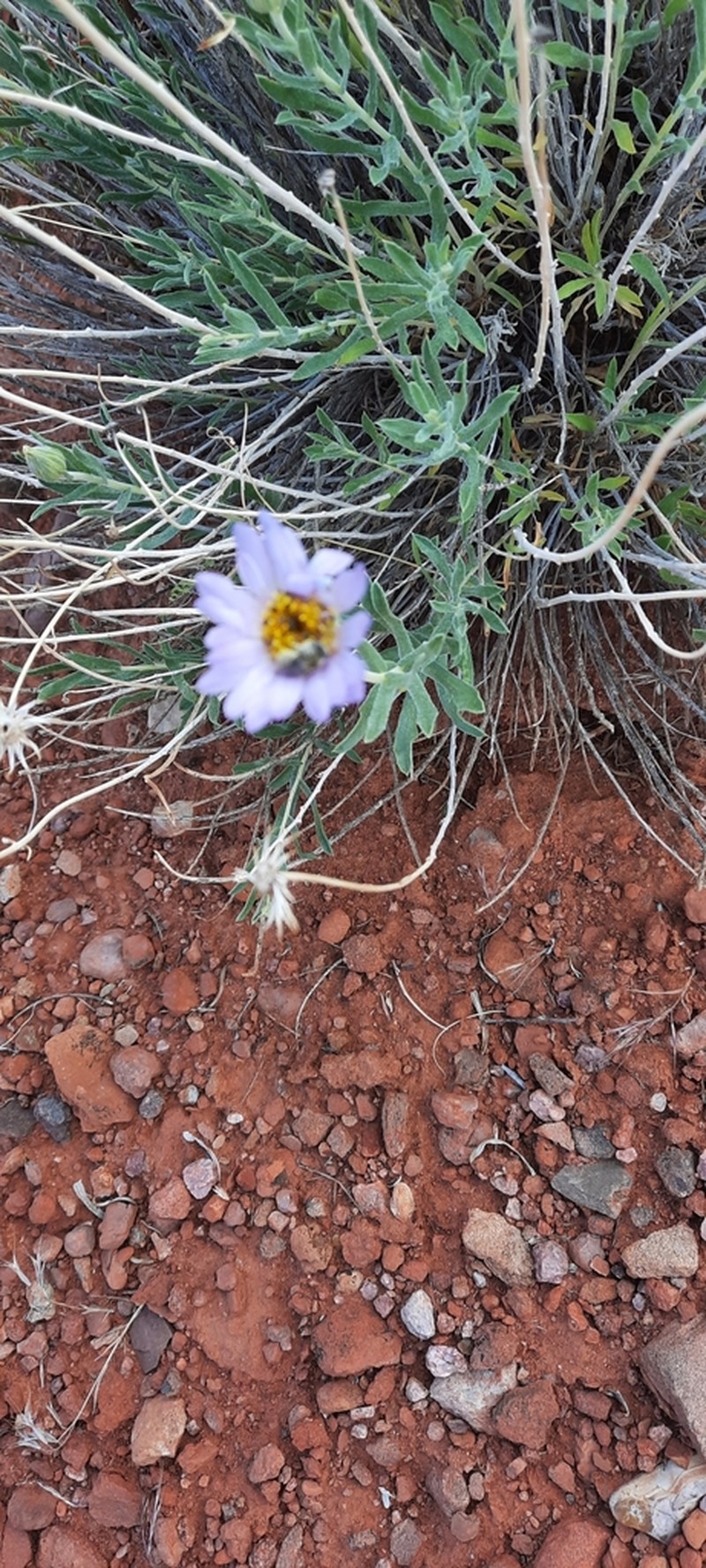 Xylorhiza linearifolia photo 7