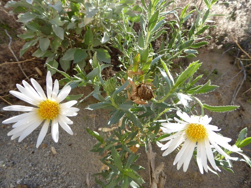 Orcutt's Aster