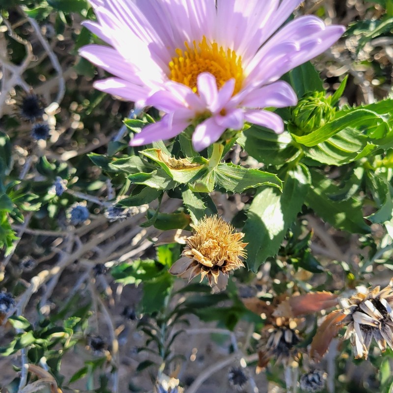 Orcutt's Aster photo 2