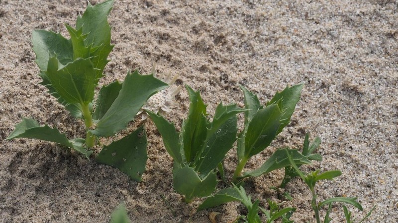 Orcutt's Aster photo 3