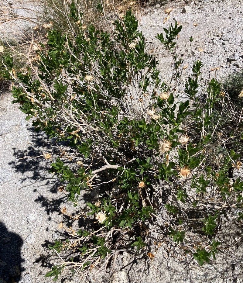Orcutt's Aster photo 5
