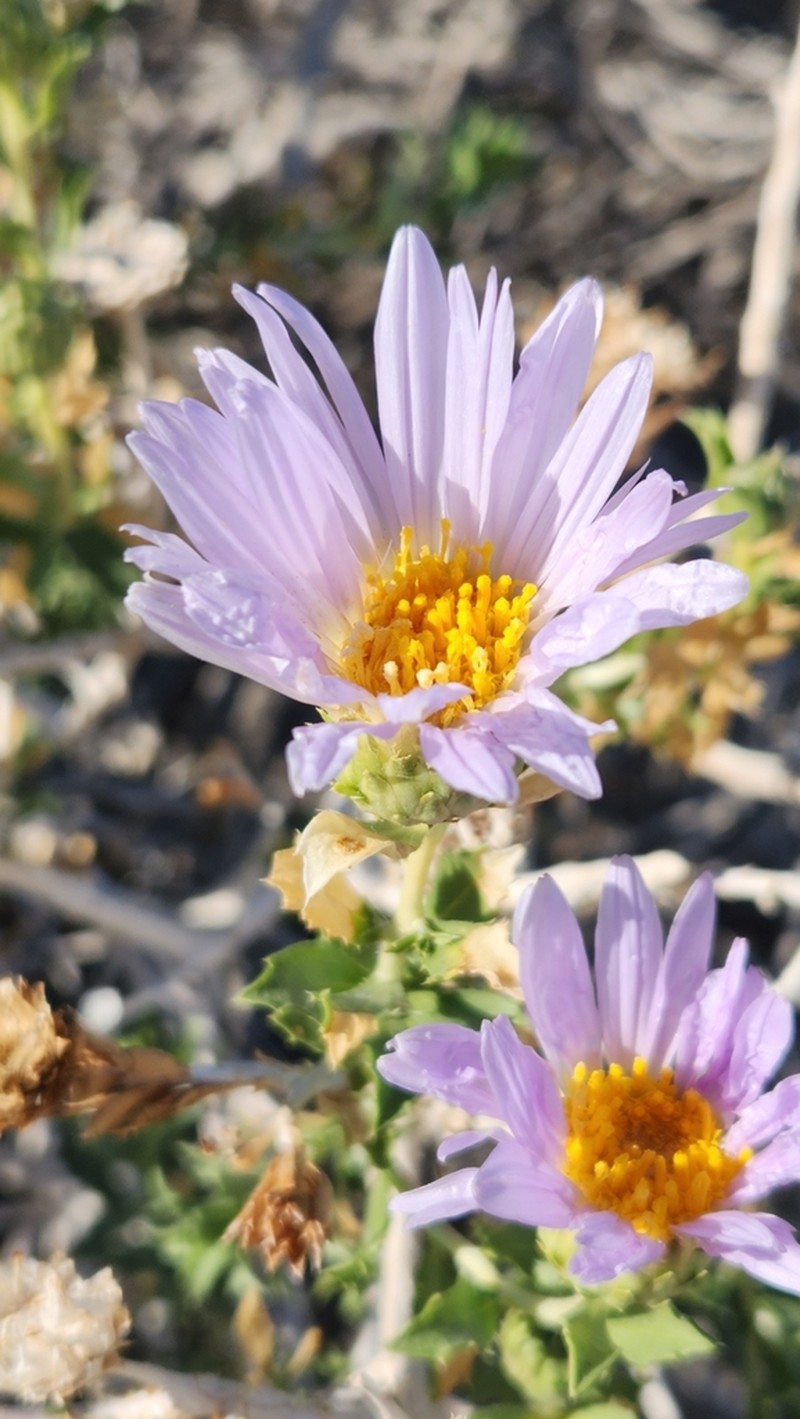 Orcutt's Aster photo 6