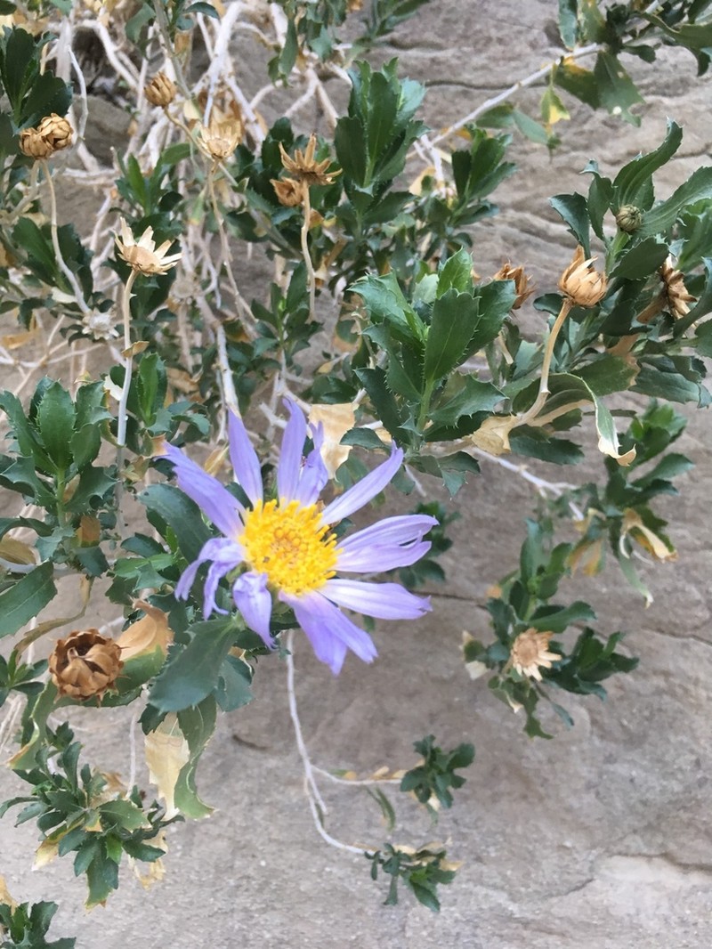 Orcutt's Aster photo 7