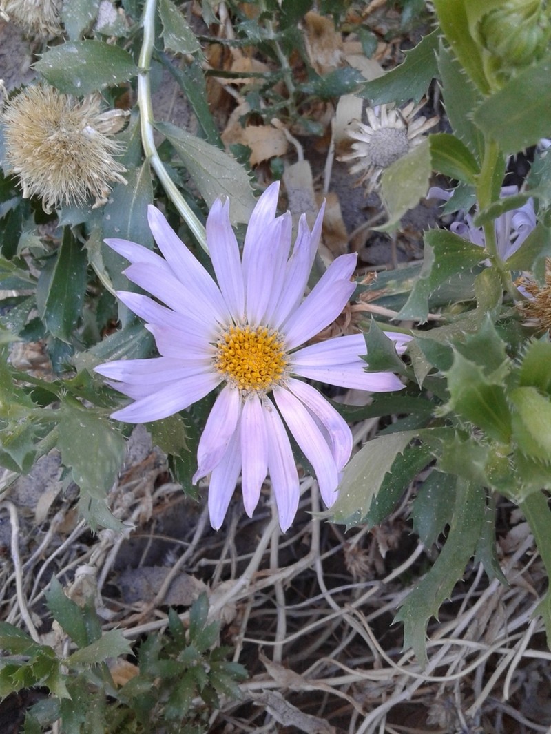 Orcutt's Aster photo 8