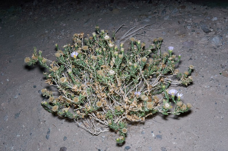 Orcutt's Aster photo 2