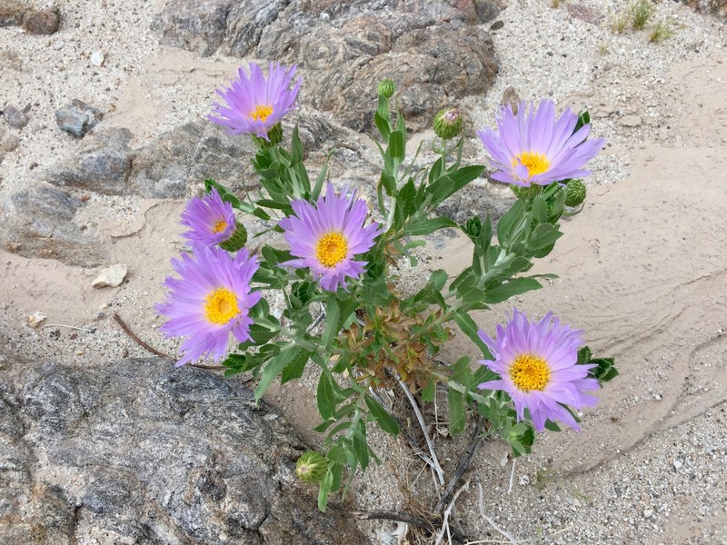 Orcutt's Aster