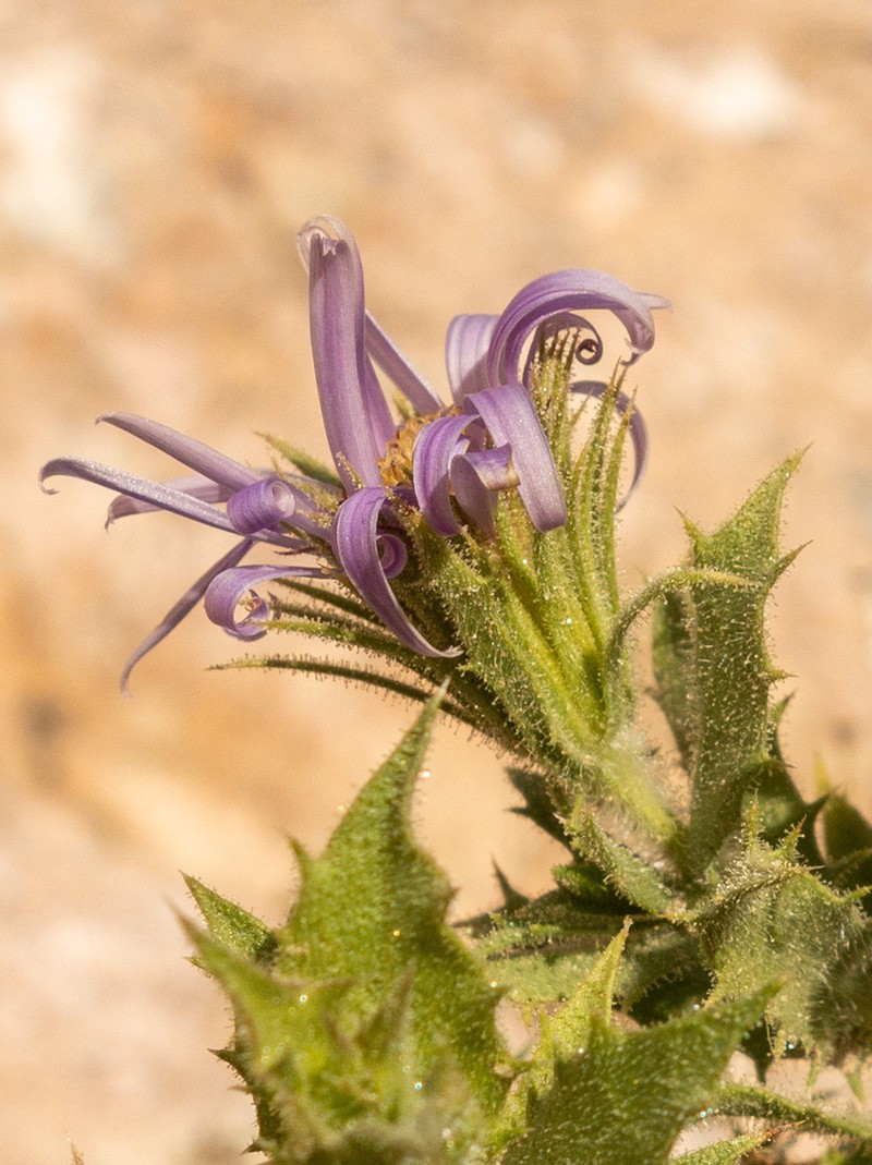 Xylorhiza panamintensis photo 2