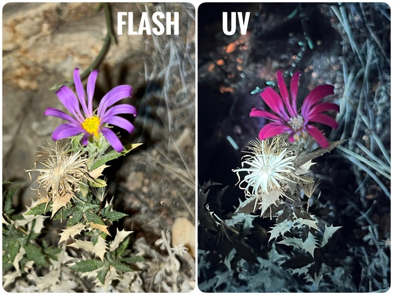 Xylorhiza panamintensis photo 3