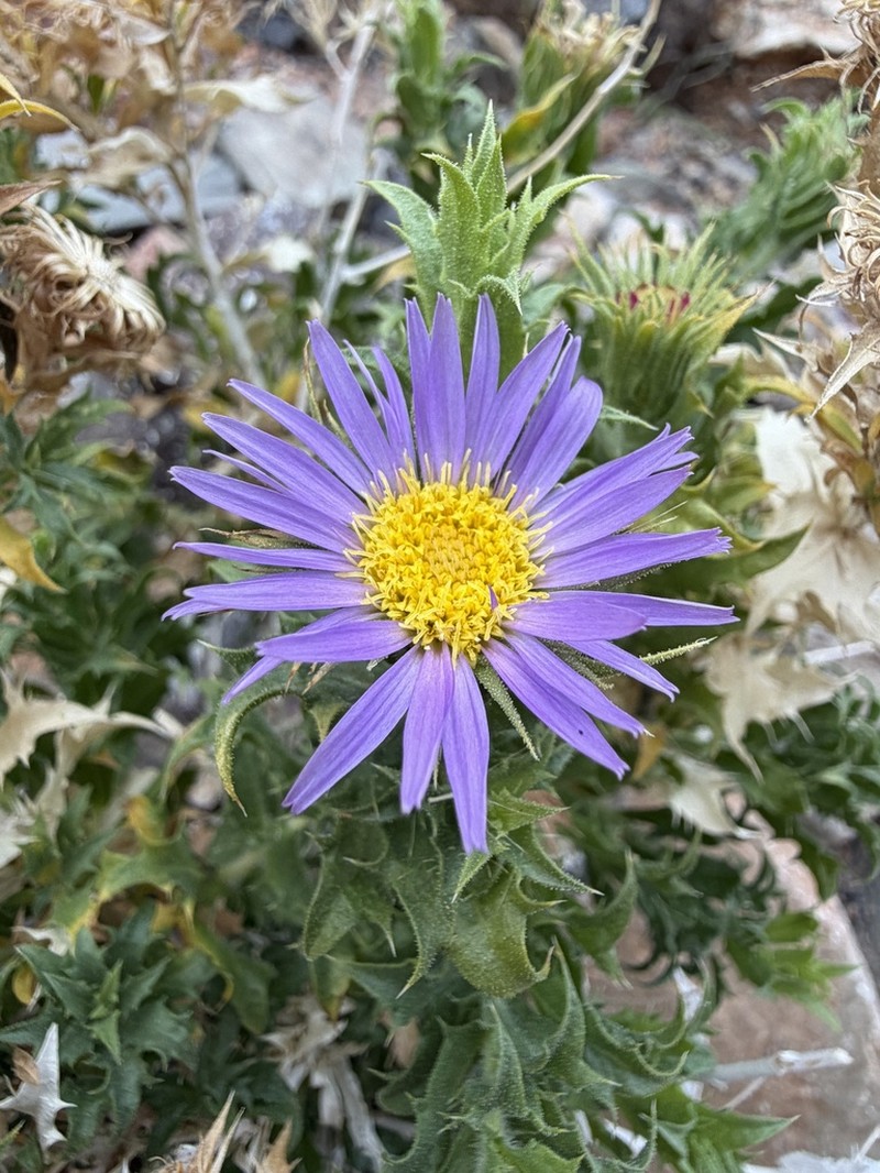 Xylorhiza panamintensis photo 5