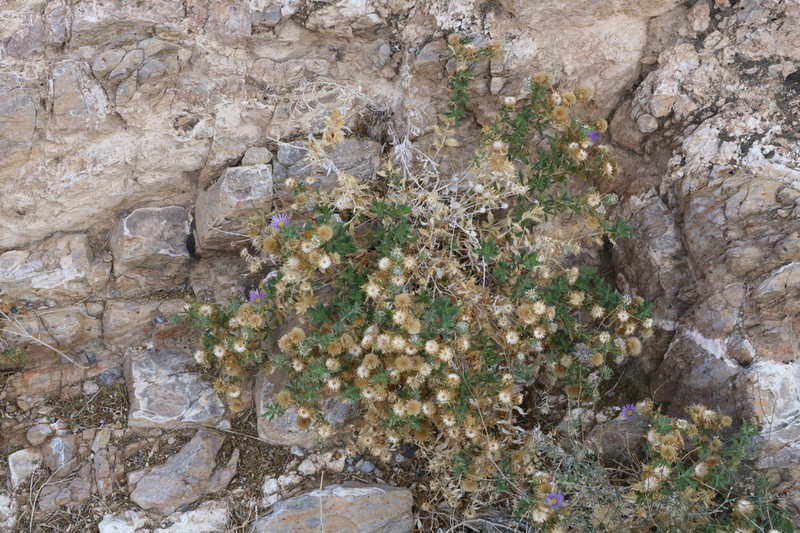 Xylorhiza panamintensis photo 6