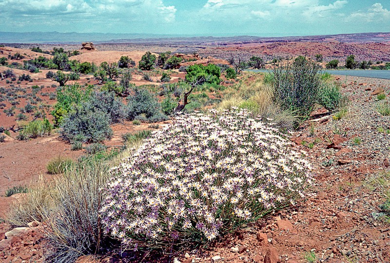 Mojave Woodyaster photo 4