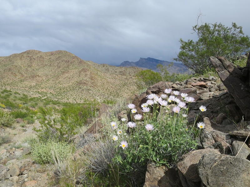 Mojave Woodyaster photo 5