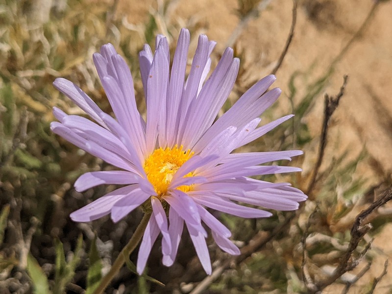Mojave Woodyaster photo 6