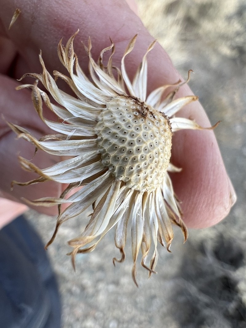 Mojave Woodyaster photo 7