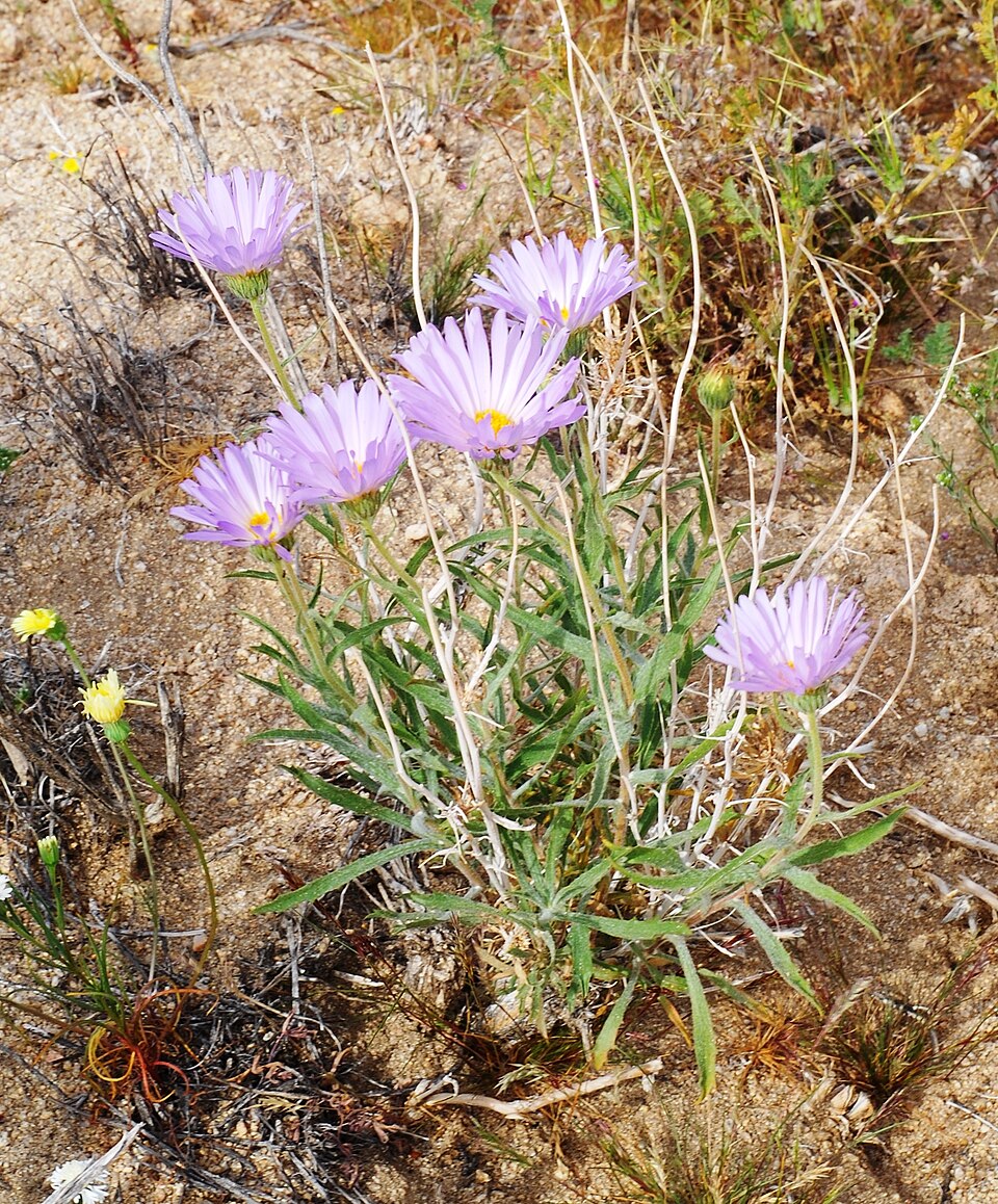 Mojave Woodyaster