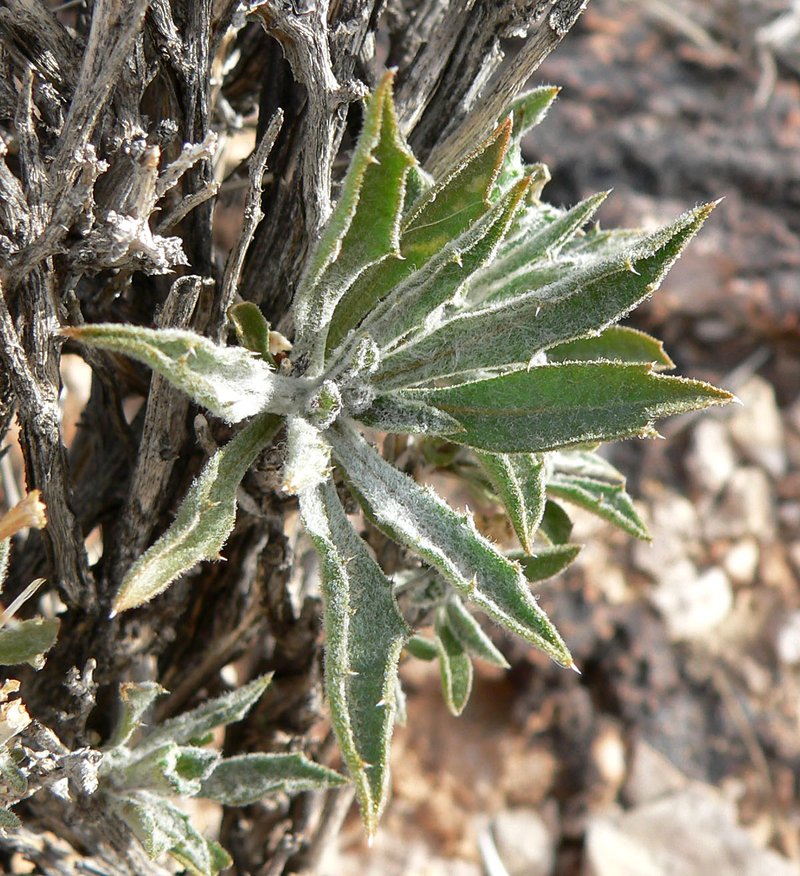 Mojave Woodyaster photo 4