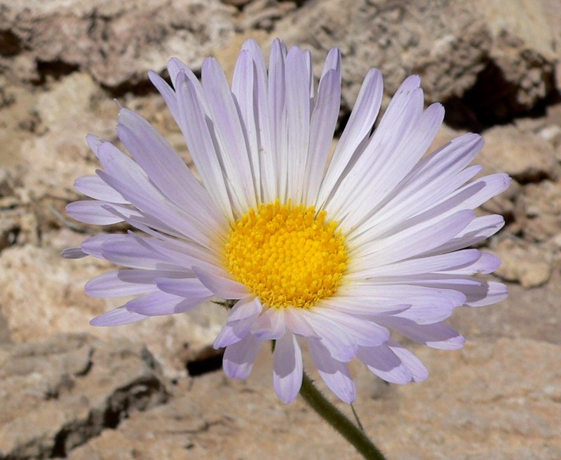 Mojave Woodyaster photo 3