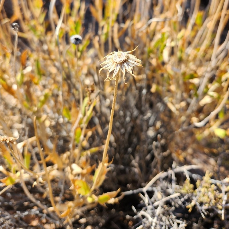 Xylorhiza tortifolia var. imberbis