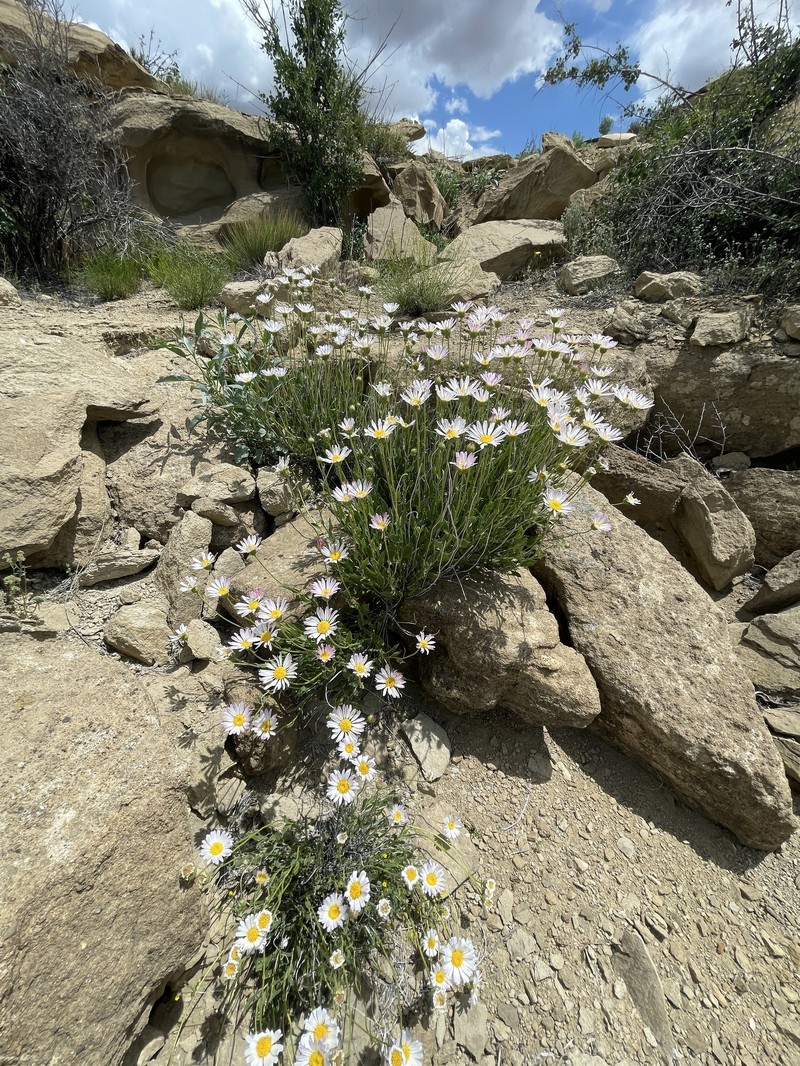 Xylorhiza tortifolia var. imberbis photo 5