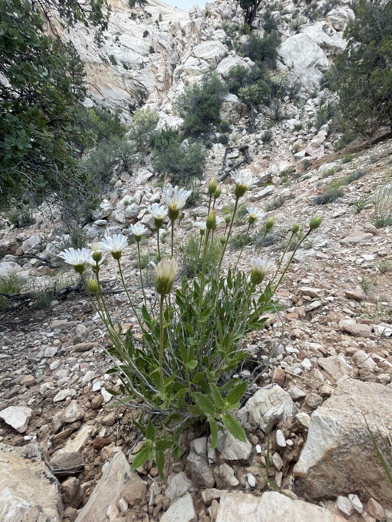 Xylorhiza tortifolia var. imberbis photo 6