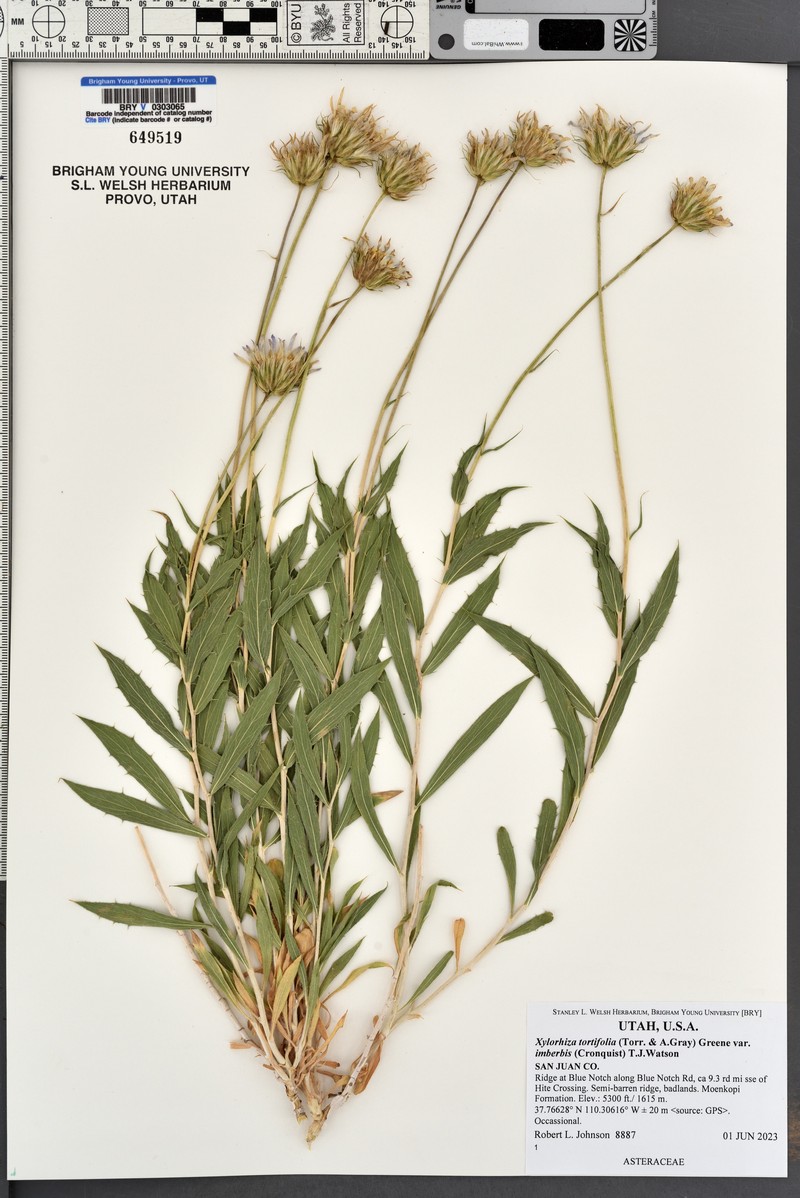 Xylorhiza tortifolia var. imberbis photo 8