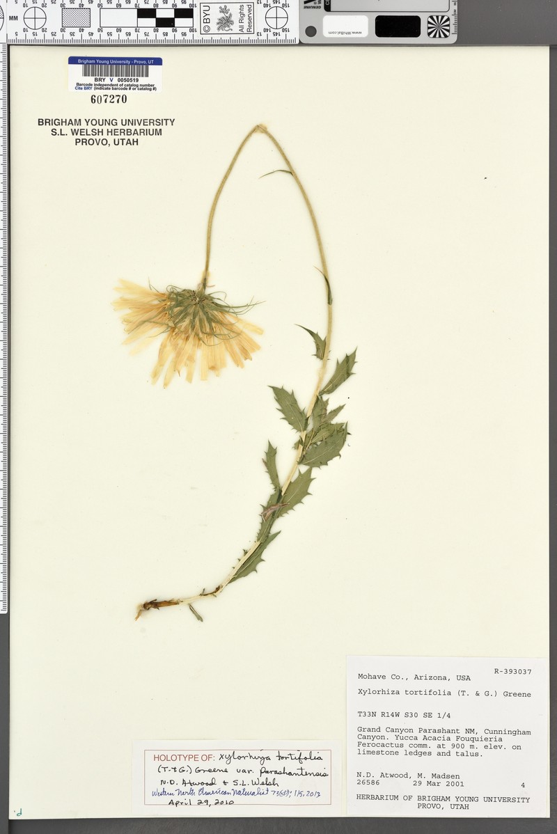 Xylorhiza tortifolia var. parashantensis