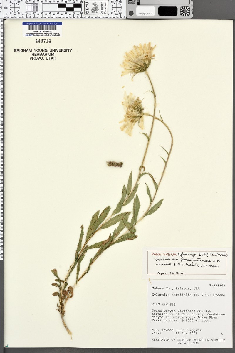 Xylorhiza tortifolia var. parashantensis photo 2