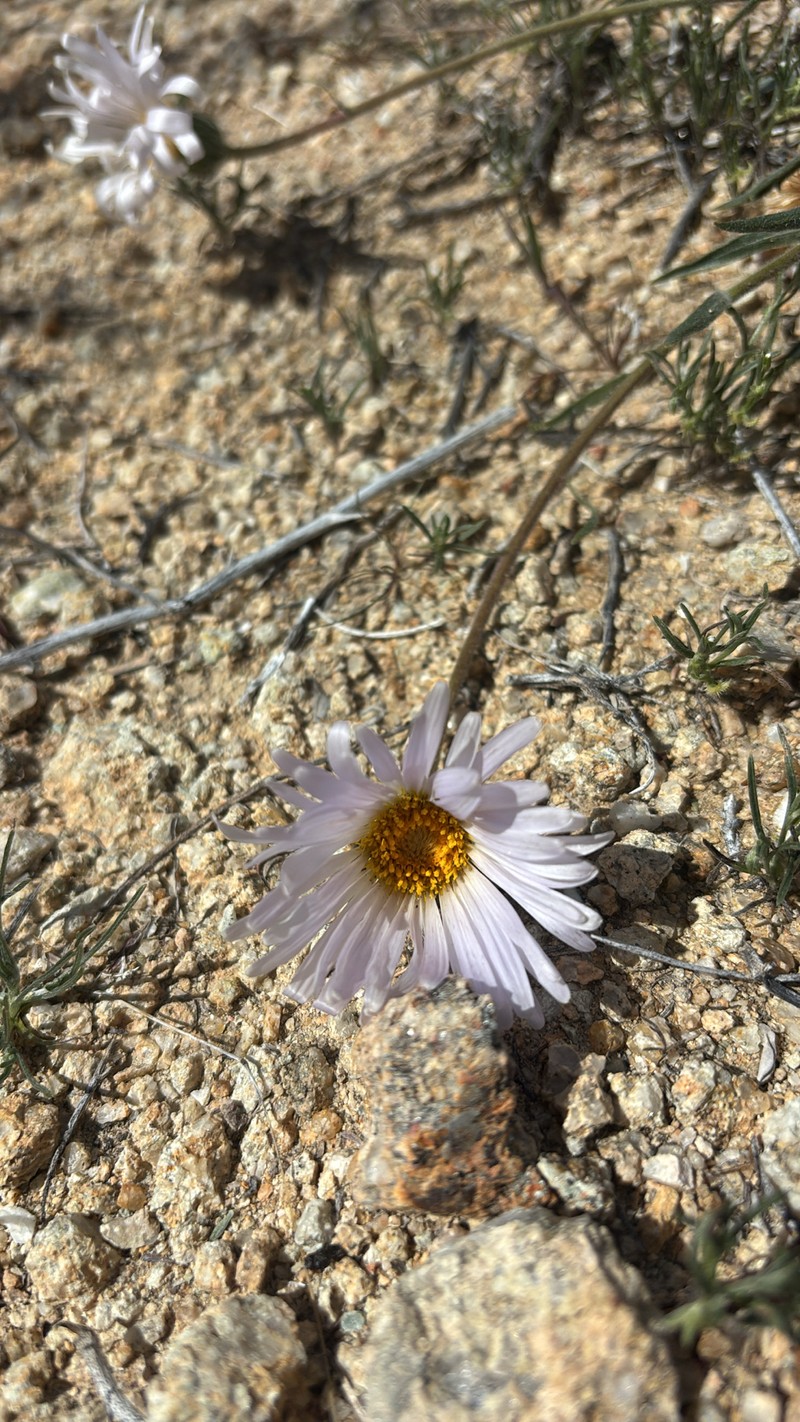 Xylorhiza tortifolia var. tortifolia photo 2