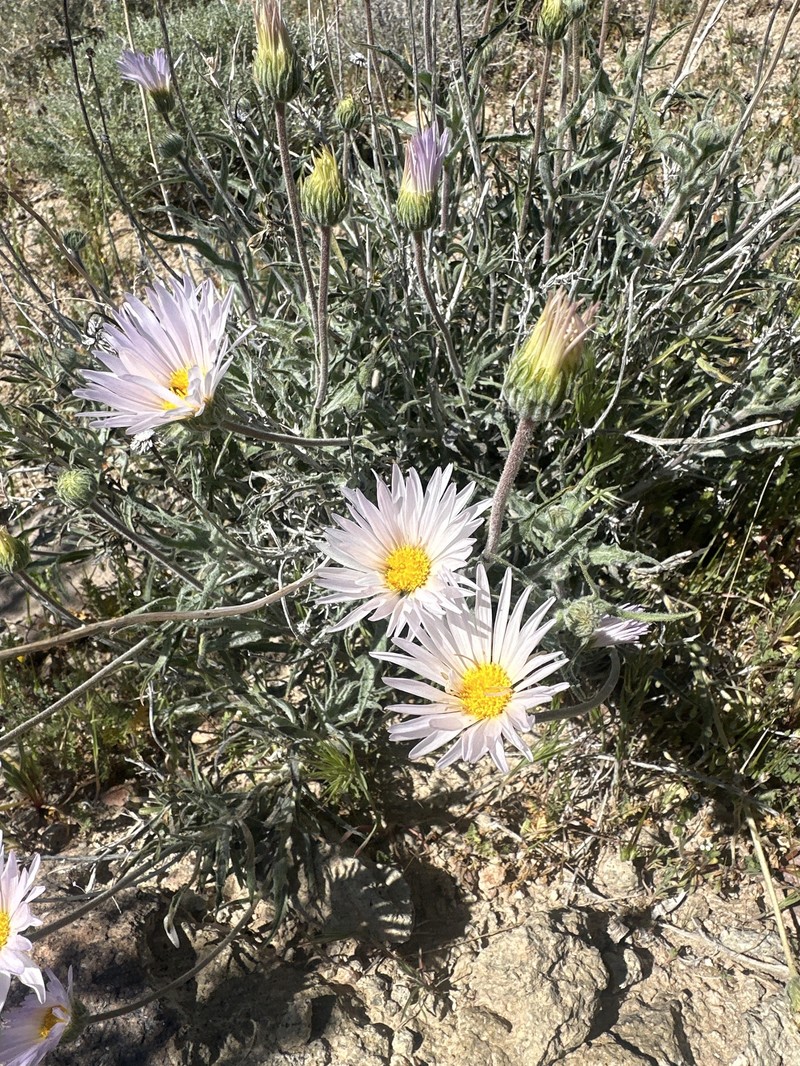 Xylorhiza tortifolia var. tortifolia photo 3