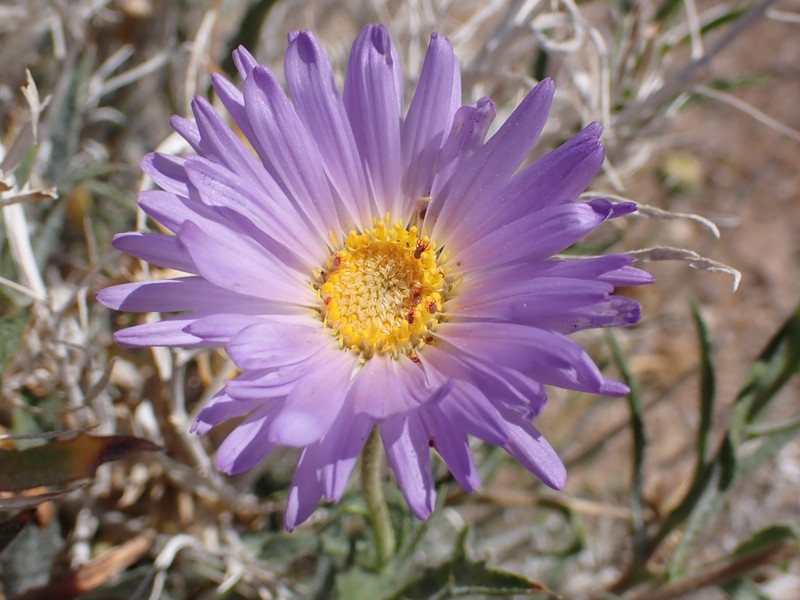 Xylorhiza tortifolia var. tortifolia photo 4