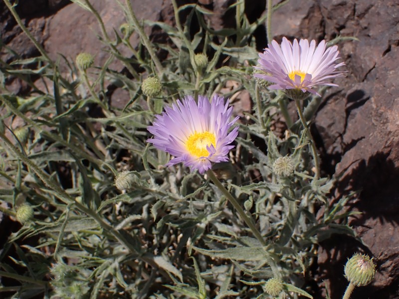 Xylorhiza tortifolia var. tortifolia photo 6