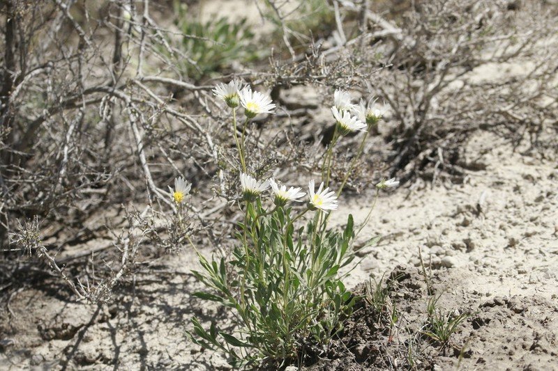 Charming Woodyaster photo 6