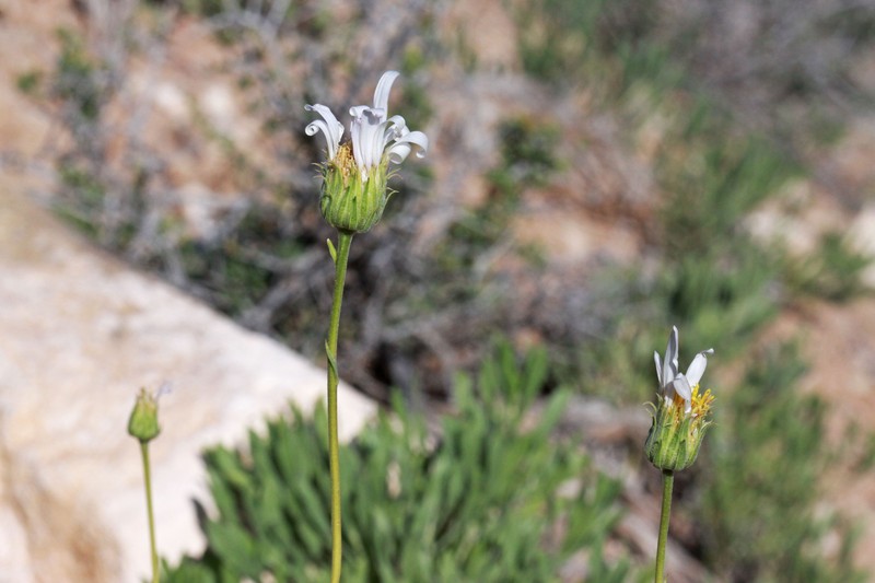 Charming Woodyaster photo 3