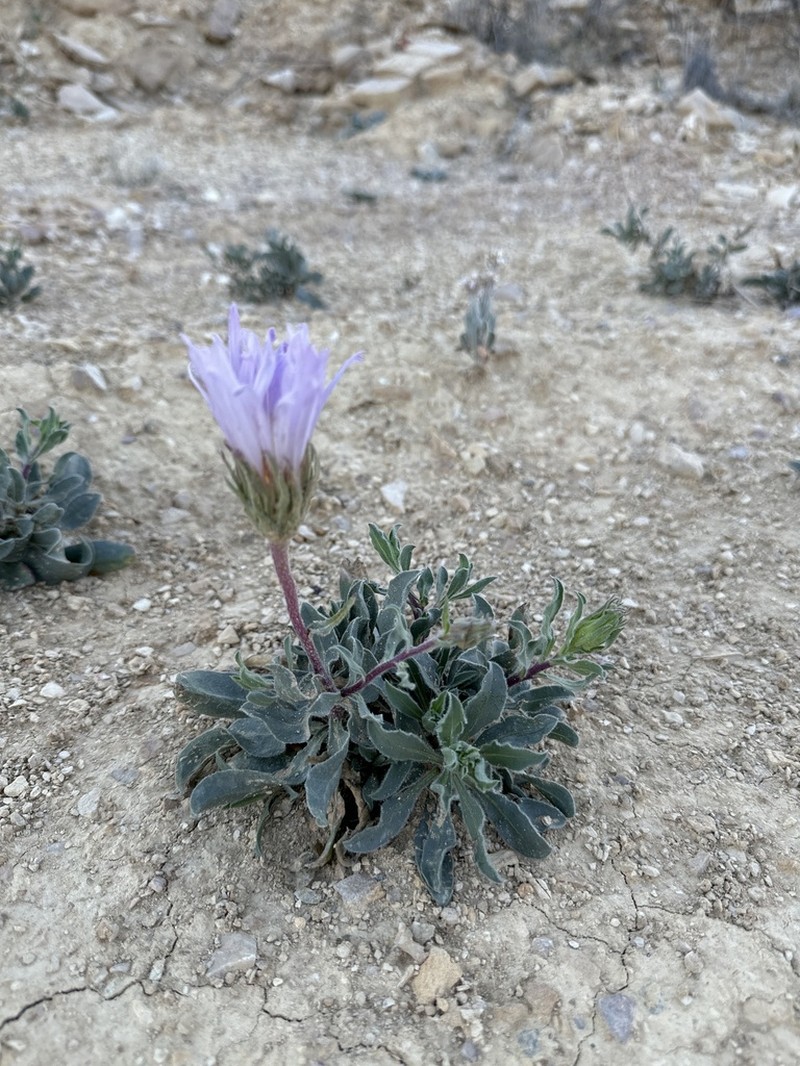 Big Bend Woodyaster