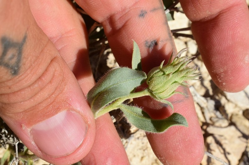Big Bend Woodyaster photo 2