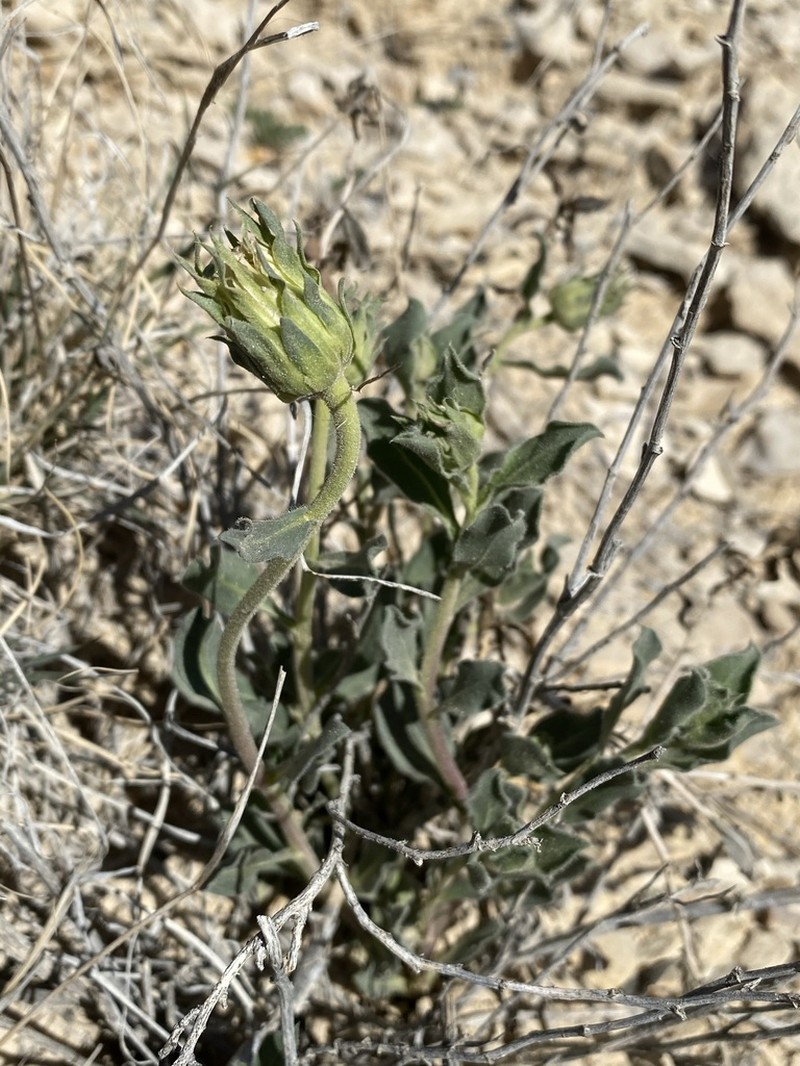 Big Bend Woodyaster photo 3