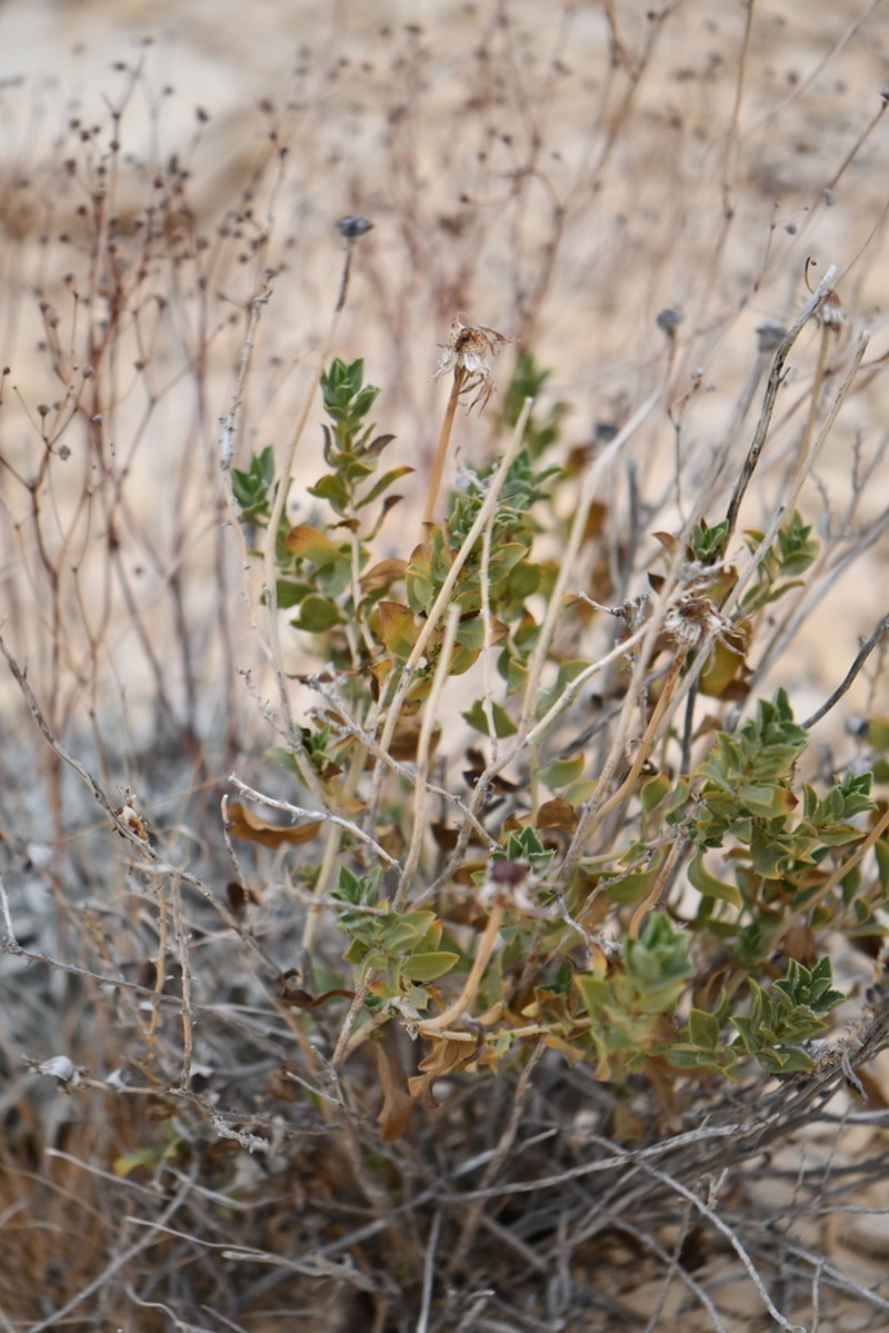 Big Bend Woodyaster photo 4