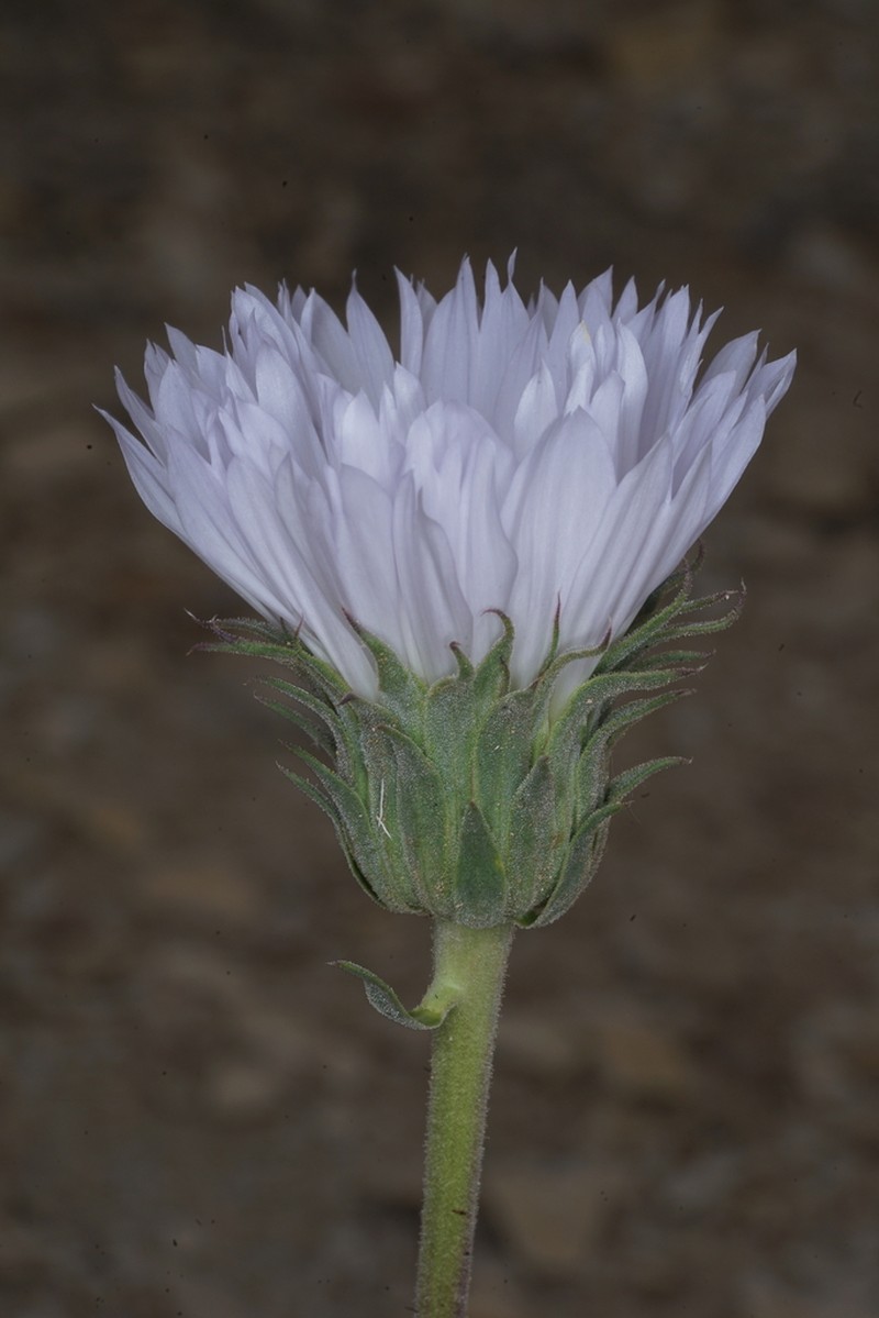 Big Bend Woodyaster photo 5