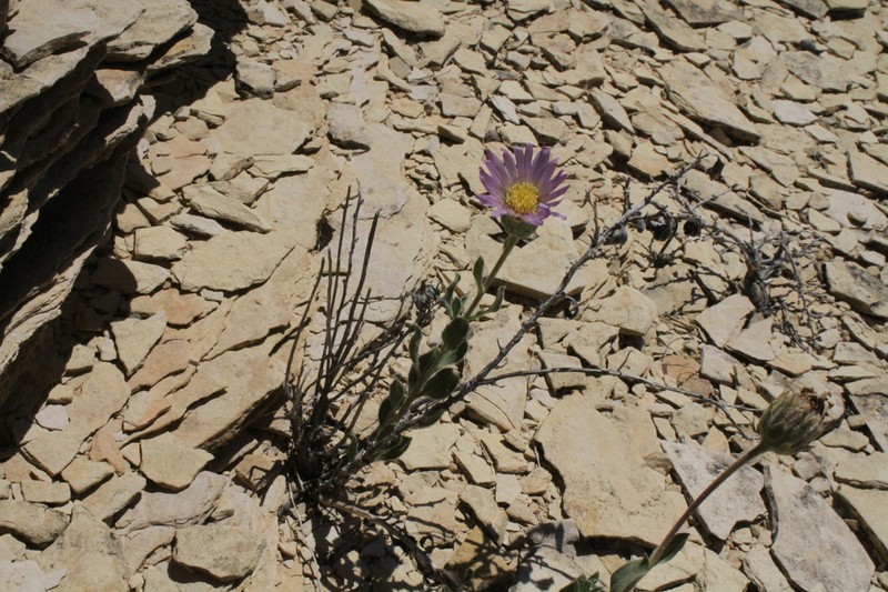 Big Bend Woodyaster photo 6