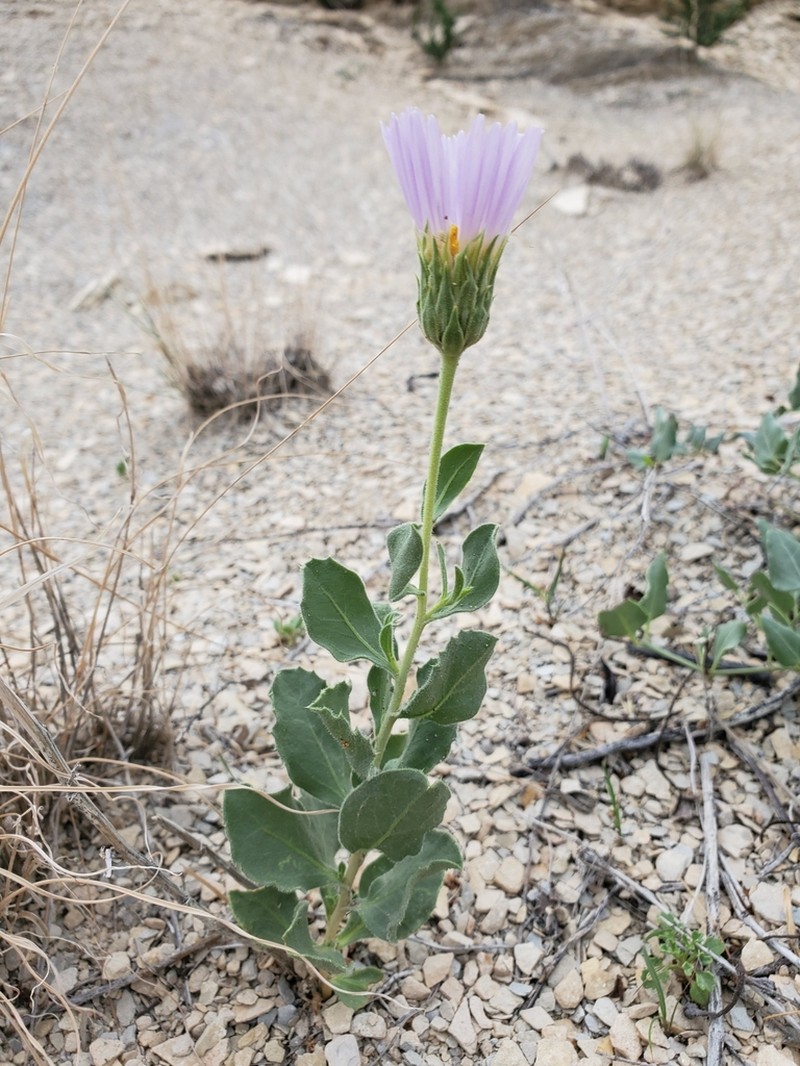 Big Bend Woodyaster photo 7