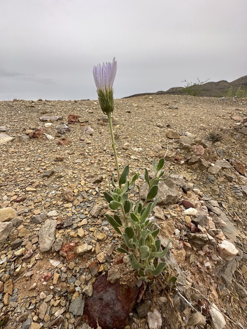 Big Bend Woodyaster photo 8