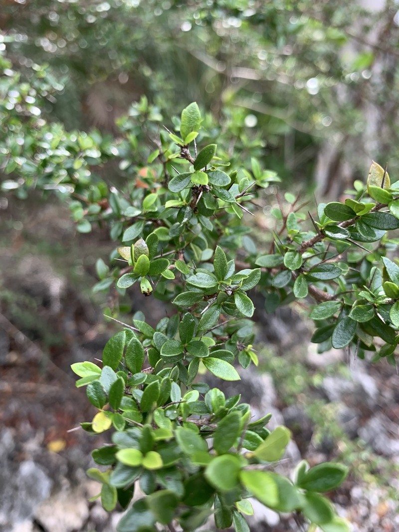 Xylosma bahamensis