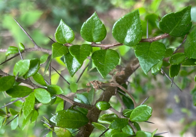 Xylosma bahamensis photo 2