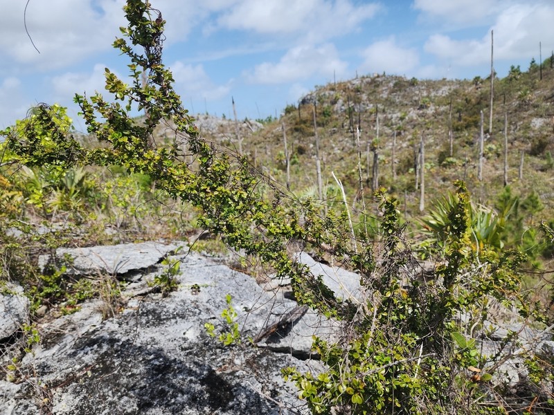 Xylosma bahamensis photo 3