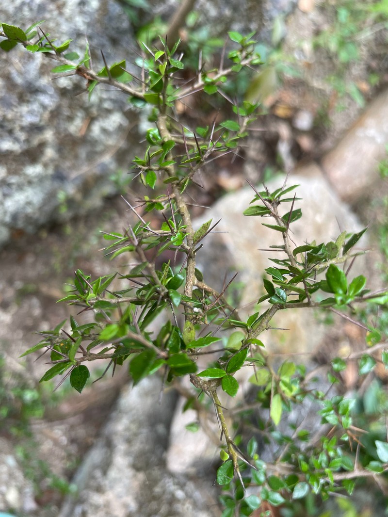 Xylosma bahamensis photo 4