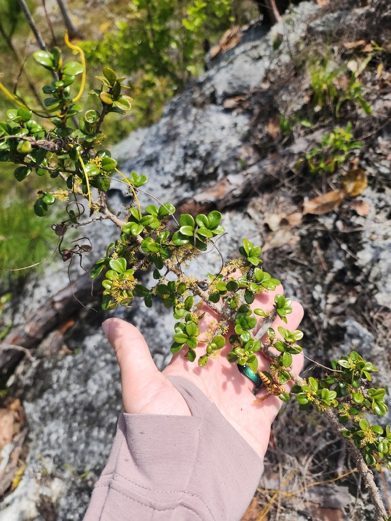 Xylosma bahamensis photo 5