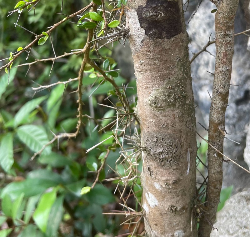 Xylosma bahamensis photo 6