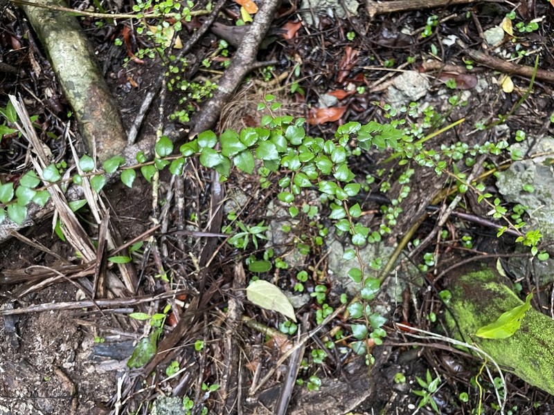 Xylosma bahamensis photo 8