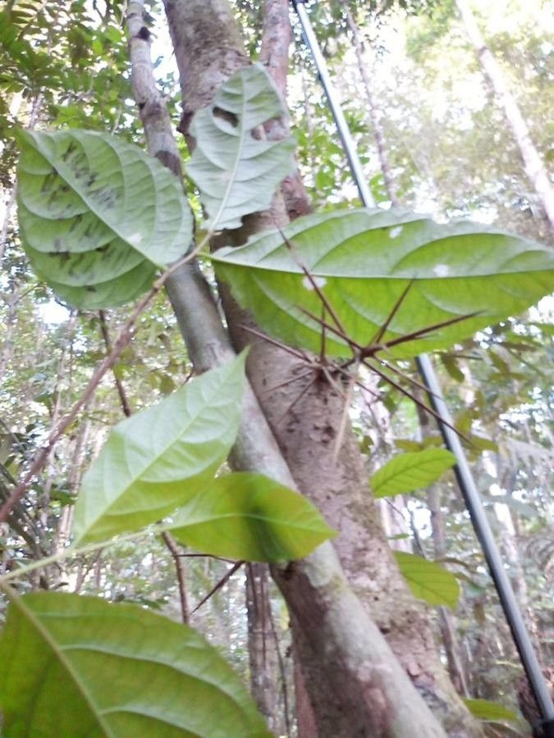 Xylosma benthamii