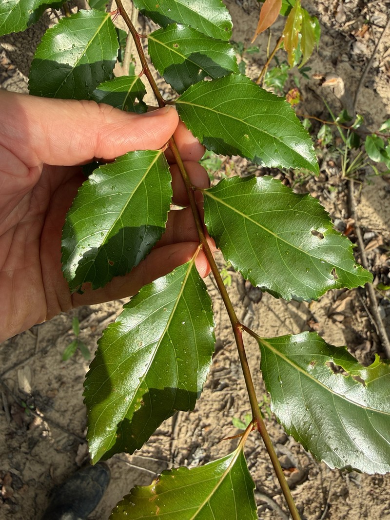 Xylosma benthamii photo 2